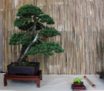 SBA-National Bonsai Exhibition 2014 (31).jpg